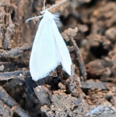 Tipanaea patulella at Molonglo Valley, ACT - 8 Dec 2022