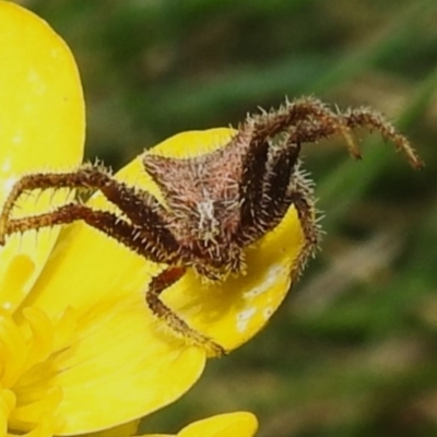 Sidymella hirsuta (Hairy crab spider) at Cotter River, ACT - 7 Dec 2022 by JohnBundock