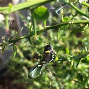 Odontomyia hunteri at Hall, ACT - 8 Dec 2022