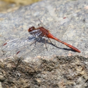 Diplacodes bipunctata at Gordon, ACT - 7 Dec 2022