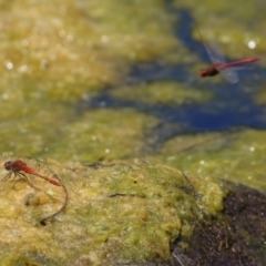 Diplacodes bipunctata at Gordon, ACT - 7 Dec 2022