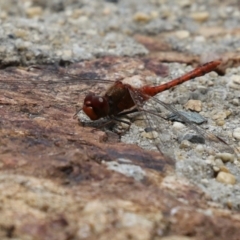 Diplacodes bipunctata at Gordon, ACT - 7 Dec 2022