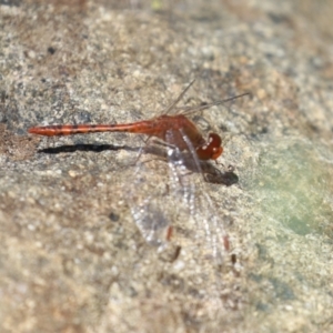 Diplacodes bipunctata at Gordon, ACT - 7 Dec 2022