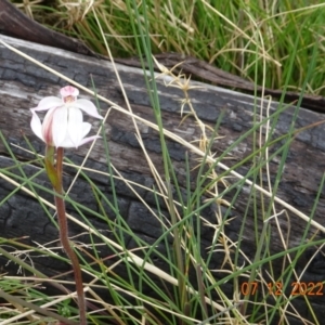 Caladenia alpina at Cotter River, ACT - 7 Dec 2022