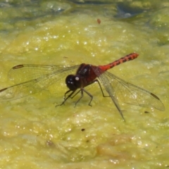 Diplacodes melanopsis (Black-faced Percher) at Gordon Pond - 7 Dec 2022 by RodDeb