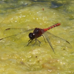 Diplacodes melanopsis at Gordon, ACT - 7 Dec 2022