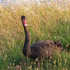 Cygnus atratus at Gordon, ACT - 8 Dec 2022 07:18 PM