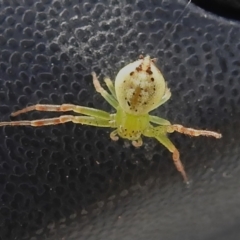 Lehtinelagia prasina (Leek-green flower spider) at Acton, ACT - 3 Dec 2022 by JohnBundock