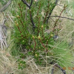 Tasmannia xerophila subsp. xerophila (Alpine Pepperbush) at Namadgi National Park - 7 Dec 2022 by GirtsO