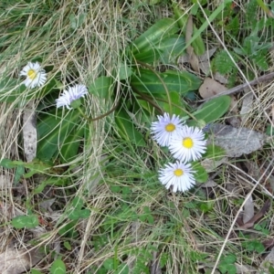 Brachyscome decipiens at Cotter River, ACT - 7 Dec 2022