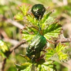 Diphucephala elegans (Green scarab beetle) at Cotter River, ACT - 7 Dec 2022 by JohnBundock