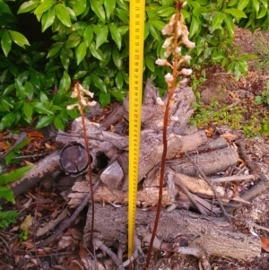 Gastrodia sesamoides at Conder, ACT - 8 Dec 2022