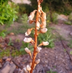 Gastrodia sesamoides at Conder, ACT - 8 Dec 2022