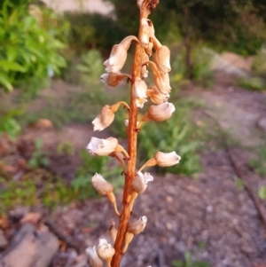 Gastrodia sesamoides at Conder, ACT - 8 Dec 2022