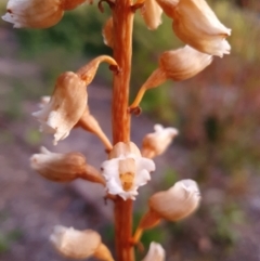 Gastrodia sesamoides at Conder, ACT - 8 Dec 2022