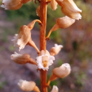 Gastrodia sesamoides at Conder, ACT - 8 Dec 2022