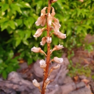 Gastrodia sesamoides at Conder, ACT - 8 Dec 2022