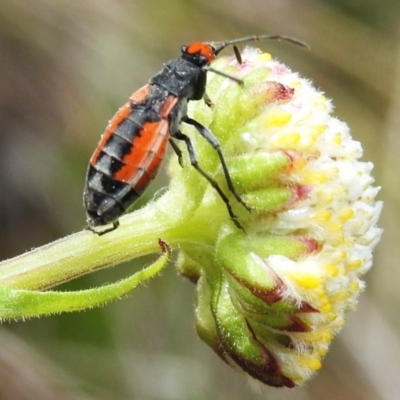 Melanerythrus mutilatus (A seed eating bug) at Namadgi National Park - 7 Dec 2022 by JohnBundock