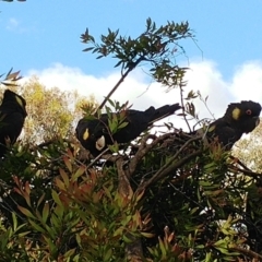 Zanda funerea (Yellow-tailed Black-Cockatoo) at Hawker, ACT - 8 Dec 2022 by sangio7