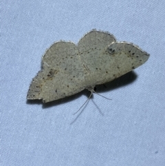Taxeotis intextata (Looper Moth, Grey Taxeotis) at Jerrabomberra, NSW - 7 Dec 2022 by Steve_Bok