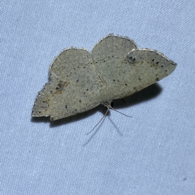 Taxeotis intextata (Looper Moth, Grey Taxeotis) at Jerrabomberra, NSW - 7 Dec 2022 by SteveBorkowskis