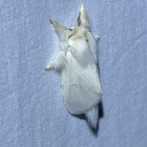 Trichiocercus sparshalli at Jerrabomberra, NSW - suppressed