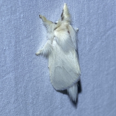 Trichiocercus sparshalli (Sparshall's Moth) at Jerrabomberra, NSW - 7 Dec 2022 by Steve_Bok