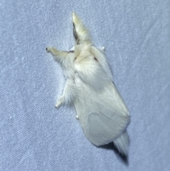 Trichiocercus sparshalli at Jerrabomberra, NSW - 7 Dec 2022