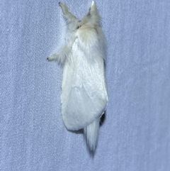 Trichiocercus sparshalli at Jerrabomberra, NSW - suppressed