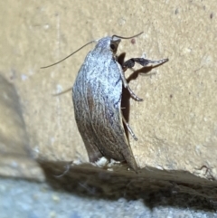 Tortricopsis pyroptis (A Concealer moth (Wingia Group)) at QPRC LGA - 6 Dec 2022 by Steve_Bok