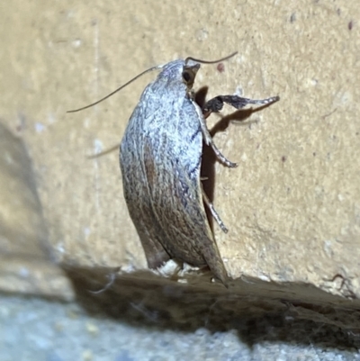 Tortricopsis pyroptis (A Concealer moth (Wingia Group)) at Jerrabomberra, NSW - 6 Dec 2022 by SteveBorkowskis