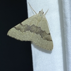 Dichromodes molybdaria (Plain Heath Moth) at QPRC LGA - 7 Dec 2022 by Steve_Bok