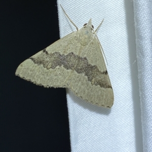 Dichromodes molybdaria at Jerrabomberra, NSW - suppressed