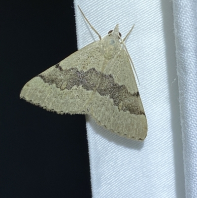 Dichromodes molybdaria (Plain Heath Moth) at Jerrabomberra, NSW - 7 Dec 2022 by Steve_Bok