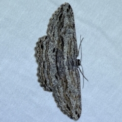 Scioglyptis chionomera (Grey Patch Bark Moth) at QPRC LGA - 7 Dec 2022 by Steve_Bok