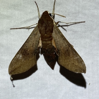 Hippotion scrofa (Coprosma Hawk Moth) at QPRC LGA - 7 Dec 2022 by Steve_Bok