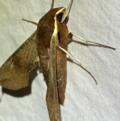 Hippotion scrofa at Jerrabomberra, NSW - suppressed