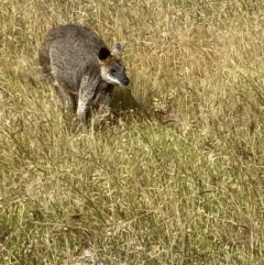 Wallabia bicolor (Swamp Wallaby) at Fentons Creek, VIC - 27 Nov 2022 by KL