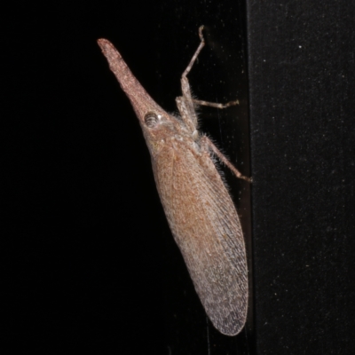 Rentinus dilatatus (Fulgorid planthopper) at O'Connor, ACT - 3 Dec 2022 by ibaird
