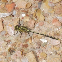 Austrogomphus guerini (Yellow-striped Hunter) at Tinderry, NSW - 8 Dec 2022 by Harrisi