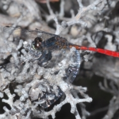 Nannophya dalei (Eastern Pygmyfly) at Tinderry Mountains - 8 Dec 2022 by Harrisi