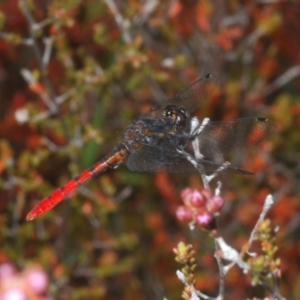 Nannophya dalei at Tinderry, NSW - suppressed