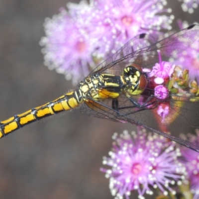 Nannophya dalei (Eastern Pygmyfly) at Tinderry Mountains - 8 Dec 2022 by Harrisi