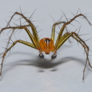 Oxyopes (genus) at Wellington Point, QLD - suppressed