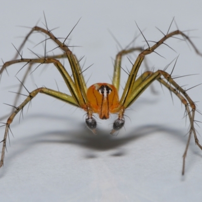 Oxyopes (genus) (Lynx spider) at Wellington Point, QLD - 8 Dec 2022 by TimL