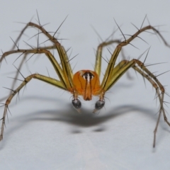 Unidentified Spider (Araneae) (TBC) at Wellington Point, QLD - 8 Dec 2022 by TimL