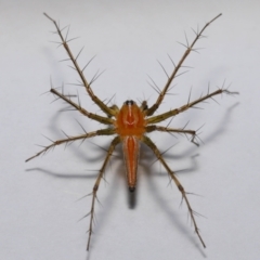 Oxyopes sp. (genus) at Wellington Point, QLD - suppressed