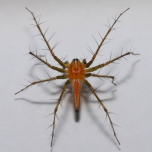 Oxyopes (genus) at Wellington Point, QLD - suppressed