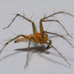 Oxyopes sp. (genus) at Wellington Point, QLD - suppressed