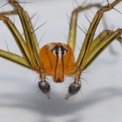 Oxyopes (genus) at Wellington Point, QLD - suppressed